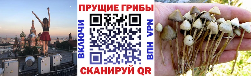 ОМГ ОМГ как войти Сальск Псилоцибиновые грибы MAGIC MUSHROOMS закладки